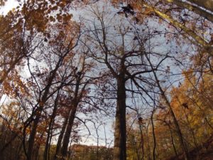 3 PG looking up into trees fall