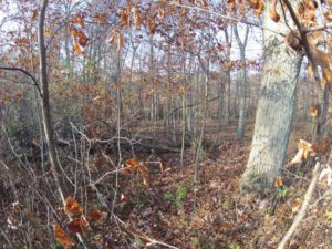 4 PG NE Woods from field