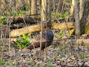 Turkey Hunt April 2025