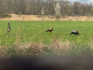 Turkey Hunt April 2025
