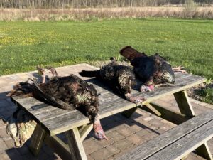 Turkey Hunt April 2026